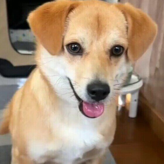 Mix（中型犬）のあおくん♪