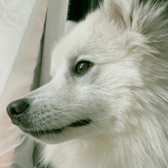 窓の外を見つめる日本スピッツのニコくん