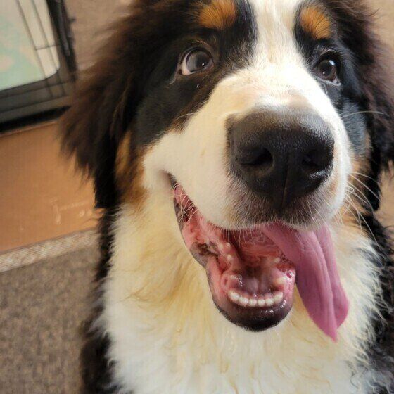 バーニーズ・マウンテン・ドッグ