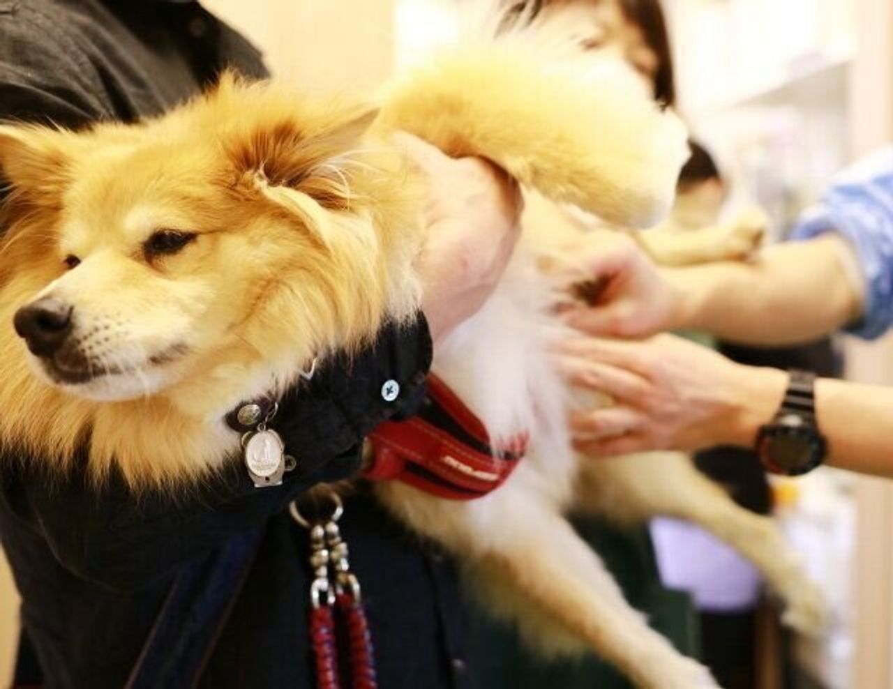 どんなに動物病院が嫌いでも 穴澤賢の犬のはなし いぬのきもちweb Magazine どんなに動物病院が嫌いでも 穴澤賢の犬のはなし いぬのきもちweb Magazine