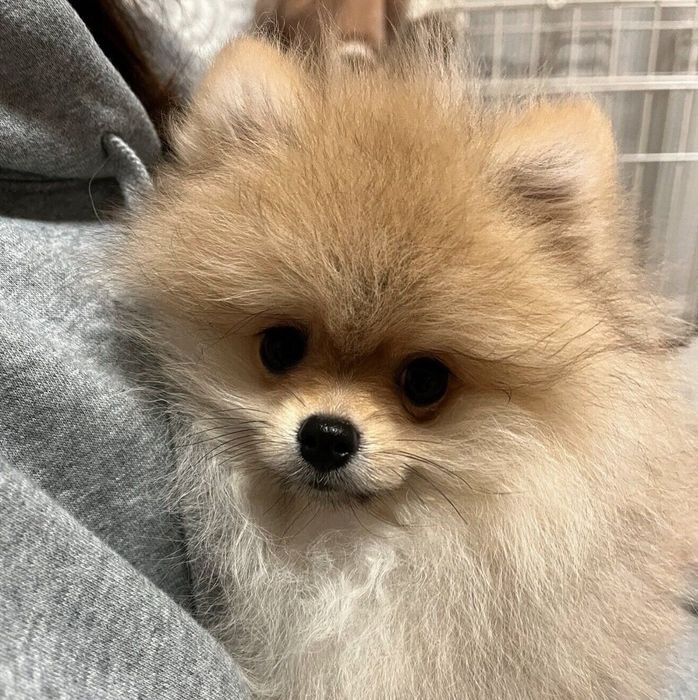 お迎え初日のたぬくん
