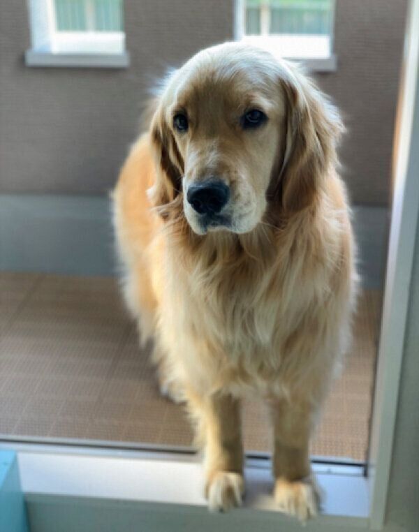 見つめるコメちゃん