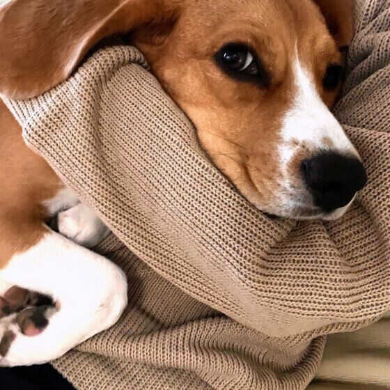 ビーグル凛ちゃん