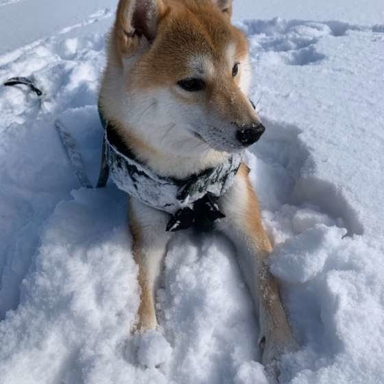雪で遊ぶ柴犬