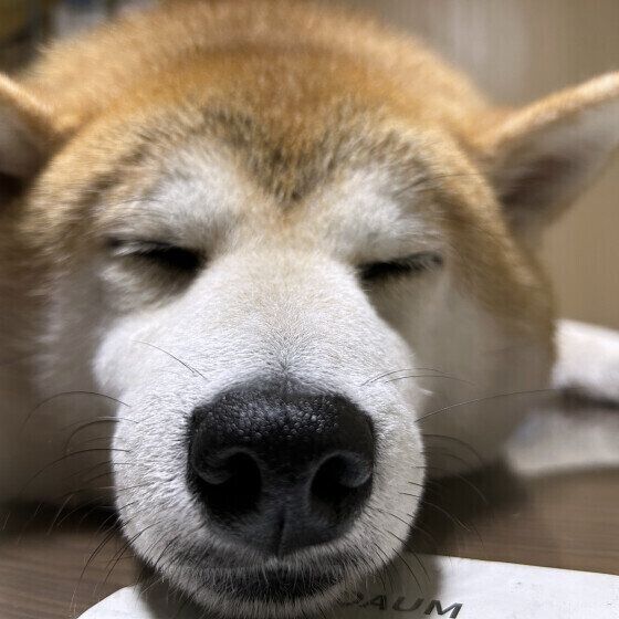 柴のだいずくん