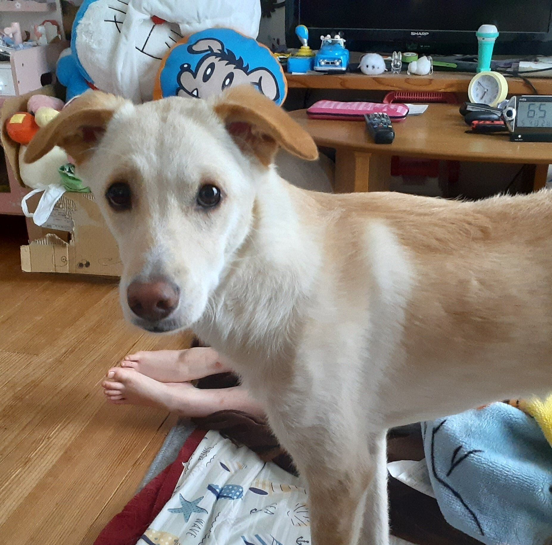 「よんだ？」と反応する犬