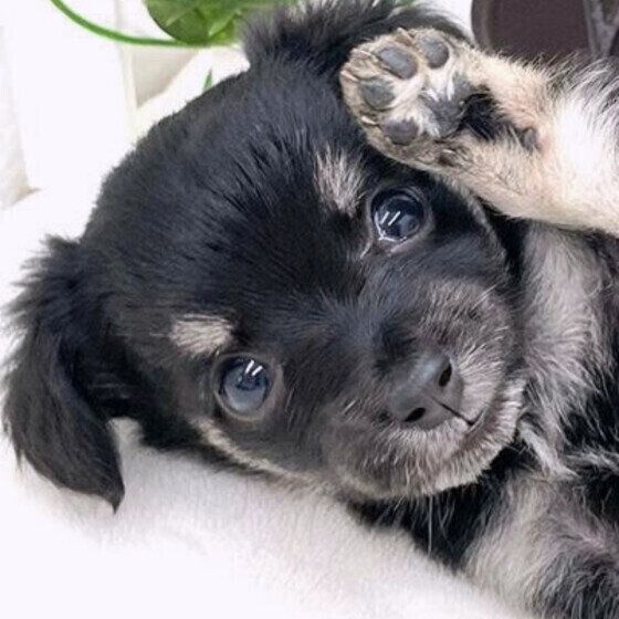 犬の耳掃除の頻度と正しいお手入れ方法 犬が嫌がる耳掃除をスムーズに行うコツとは？ 子犬 いぬのきもち