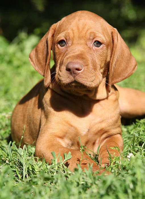 ショートヘアード・ハンガリアン・ビズラ