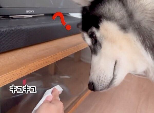 「キュキュッ」という音が気になるスバルくん