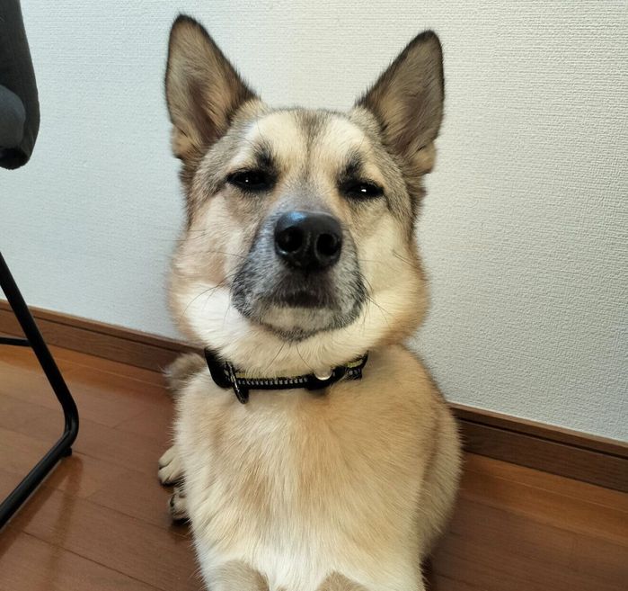 留守番を察知してなんとも言えないような表情をするFELIXくん