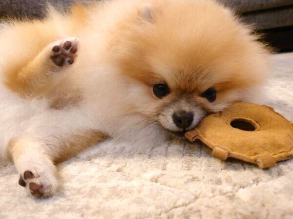 くつろぐミサイルちゃん