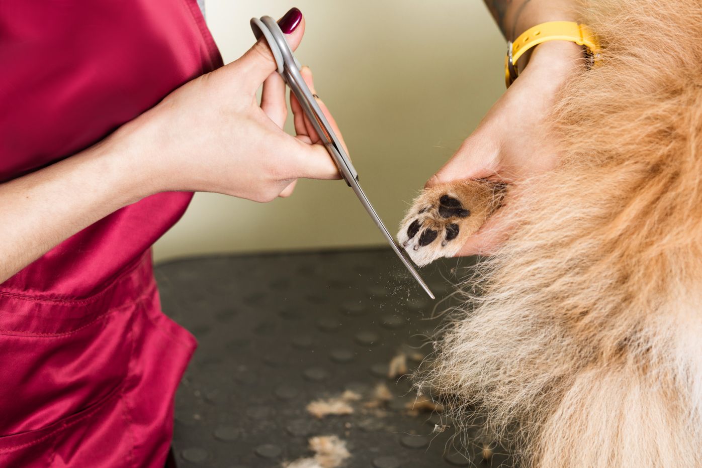 ポメラニアンの柴犬カットとは 料金や失敗しない方法などを独自調査 いぬのきもちweb Magazine ポメラニアンの柴犬カットとは 料金や失敗しない方法などを独自調査 いぬのきもちweb Magazine