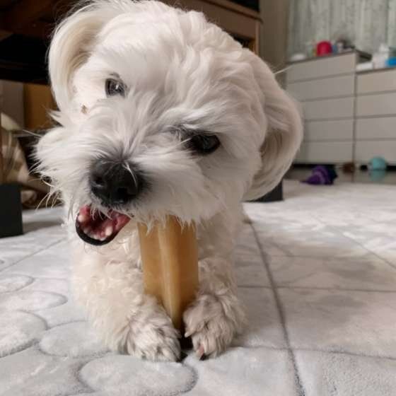 ガムをかじる犬