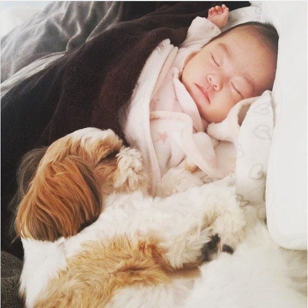 シー・ズーの小梅ちゃんと妹ももちゃんの日常