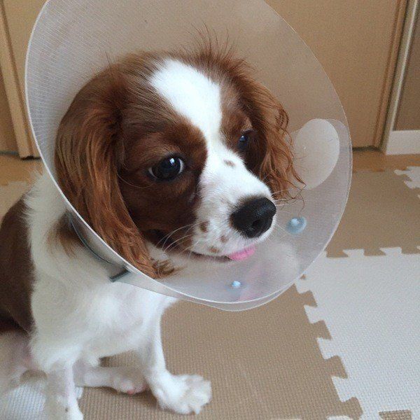 カラーをつける犬