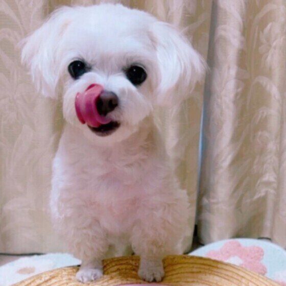 ななちゃん（Ｍｉｘ）