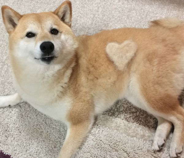 池の鯉にビビる柴犬