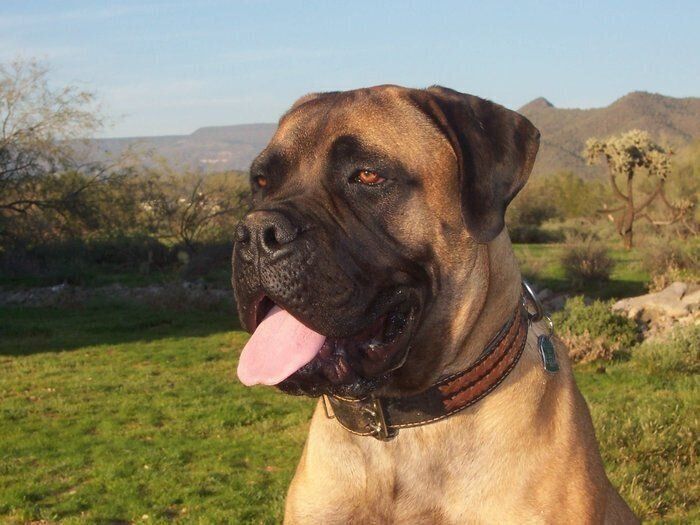 ブルマスティフ