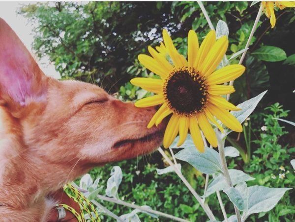 元保護犬・むぎちゃん