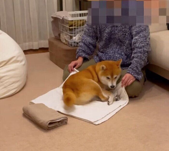 洗濯物の上に座る文太くん。