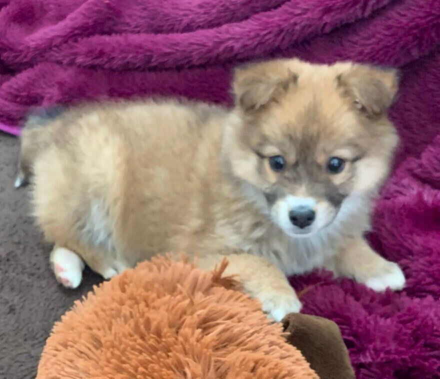 お迎えしたばかりのころのラテちゃん