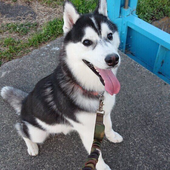 お散歩中のシベリアン・ハスキー