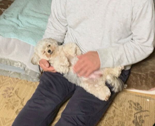 お父さんの膝の上でぬいぐるみ化する、ぽたちゃん