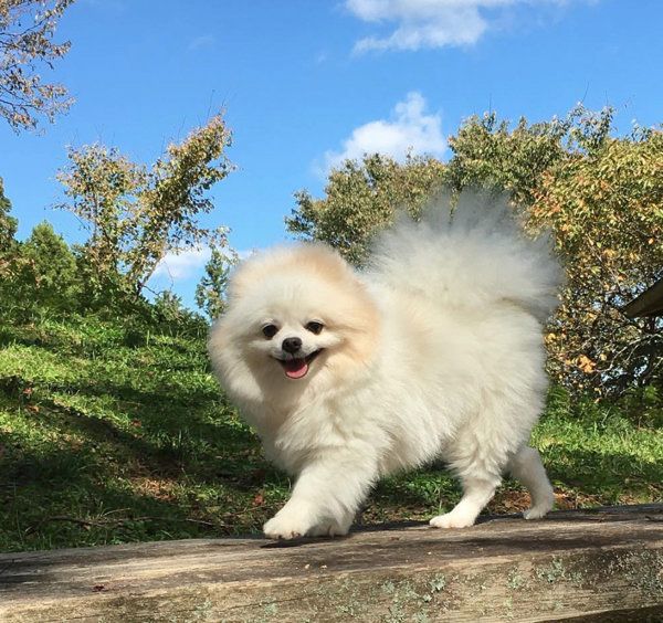 ポメラニアンの姫ちゃん