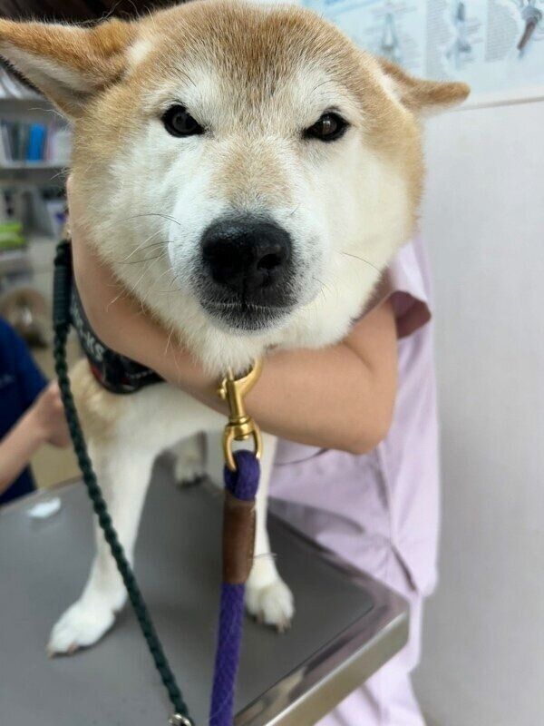 病院で嬉しそうなぽてとくん