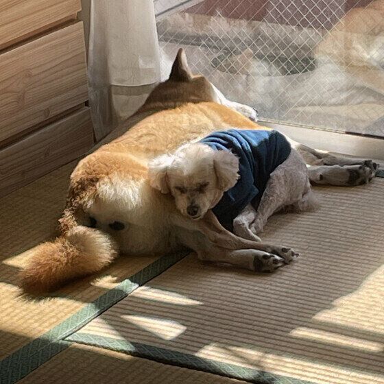 トイ・プードルのメロンちゃんと同居犬ちゃん