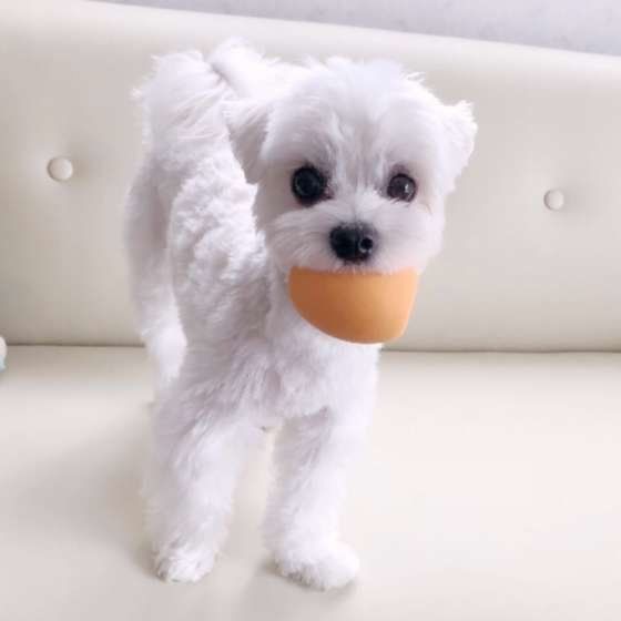 おもちゃで遊ぶマルチーズ