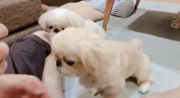 おやつタイムのペキニーズ