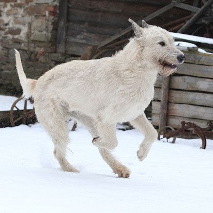 アイリッシュ・ウルフハウンド