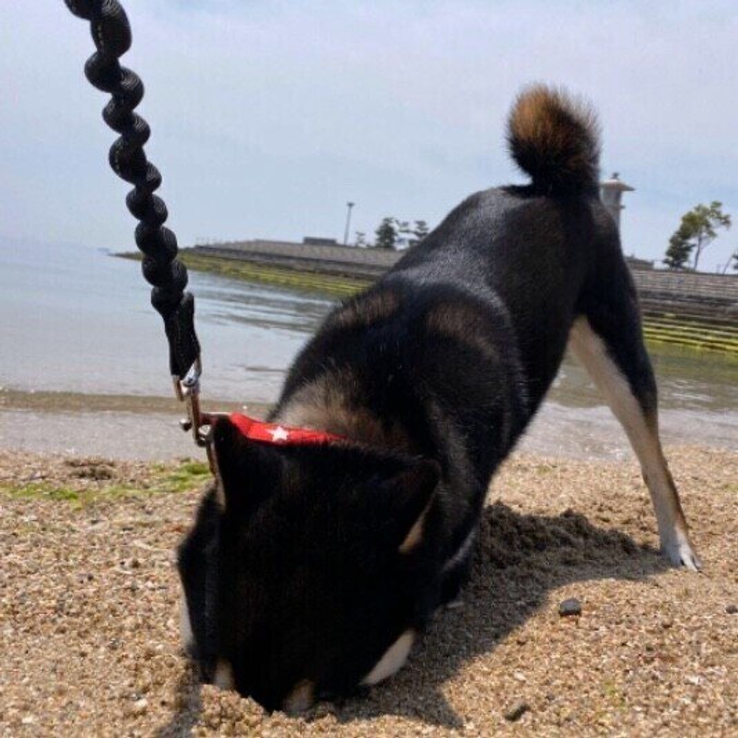 犬が地面や床をホリホリするのはなぜ かわいいホリホリ画像つき いぬのきもちweb Magazine 犬が地面や床をホリホリするのはなぜ かわいいホリホリ画像つき いぬのきもちweb Magazine