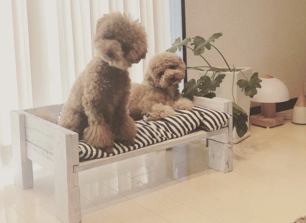 親子のトイ・プードル