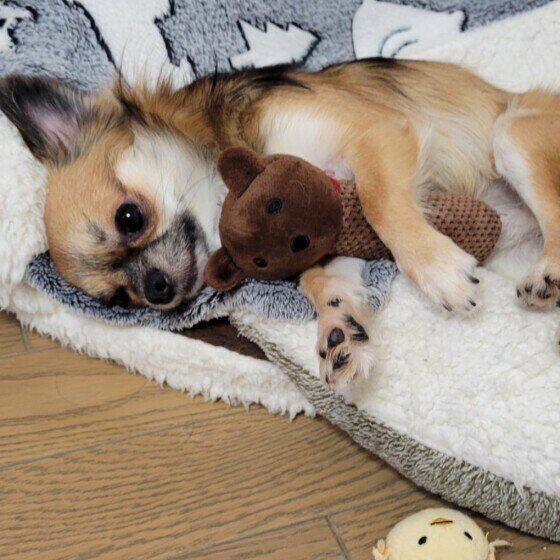 雷が多くなるシーズン到来！ 雷を怖がる犬への接し方と対処法 いぬのきもち