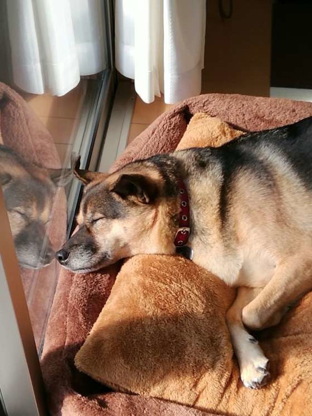 愛犬が飼い主の足元で寝ている これは 信頼の証 って本当 いぬのきもちweb Magazine 愛犬が飼い主の足元で寝ている これは 信頼の証 って本当 いぬのきもちweb Magazine