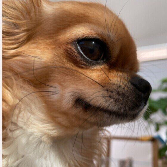 もしかして多飲多尿？いち早く愛犬の異変に気が付くためのポイントとは？ いぬのきもち