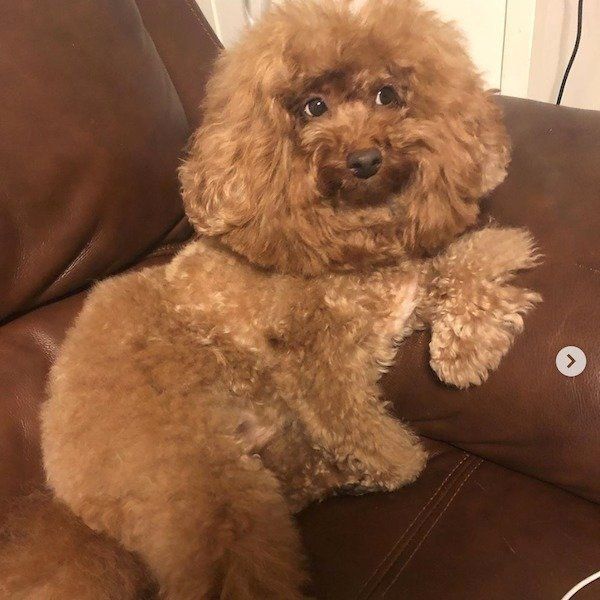 ソファでくつろぐ海ちゃん