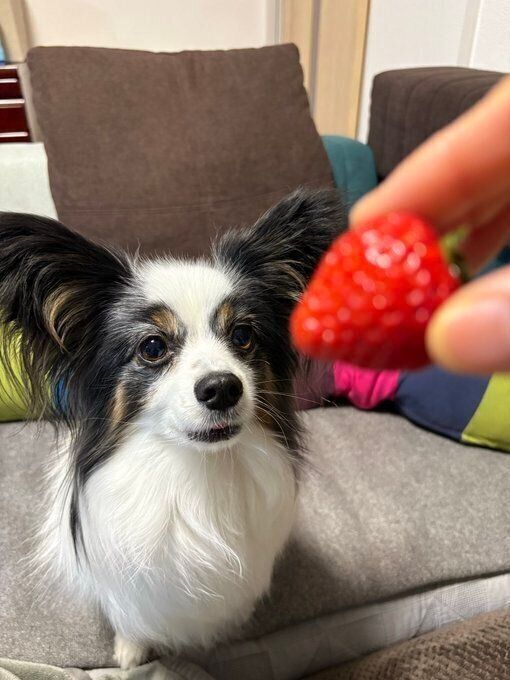 イチゴを食べたい様子のパピヨン