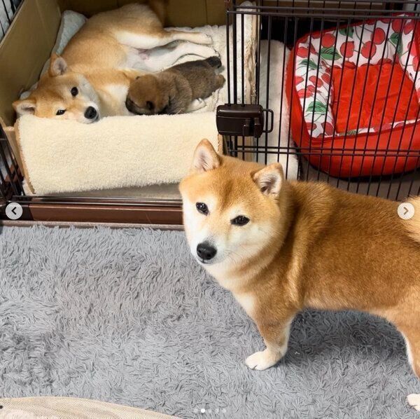 どんちゃんとラムちゃんのことが気になるサニーちゃん