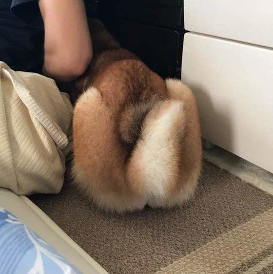 隠れる柴犬