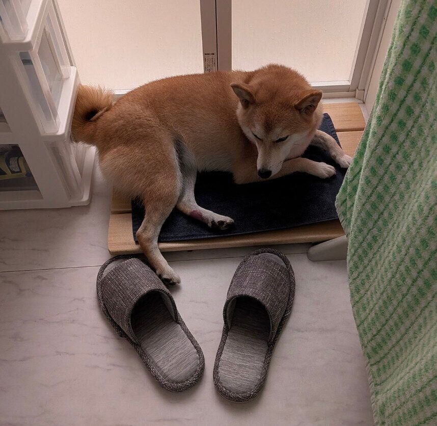 バスマットの上で丸まるくるみちゃん