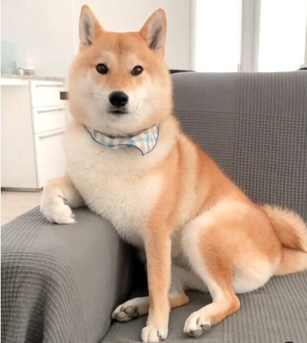 ソファでくつろぐ味噌ちゃん