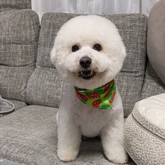 夏に注意すべき犬の4つの皮膚病とは？ 症状と治療法を獣医師に聞いた いぬのきもち