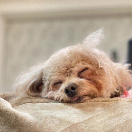 眠るトイ・プードルのクッキーくん