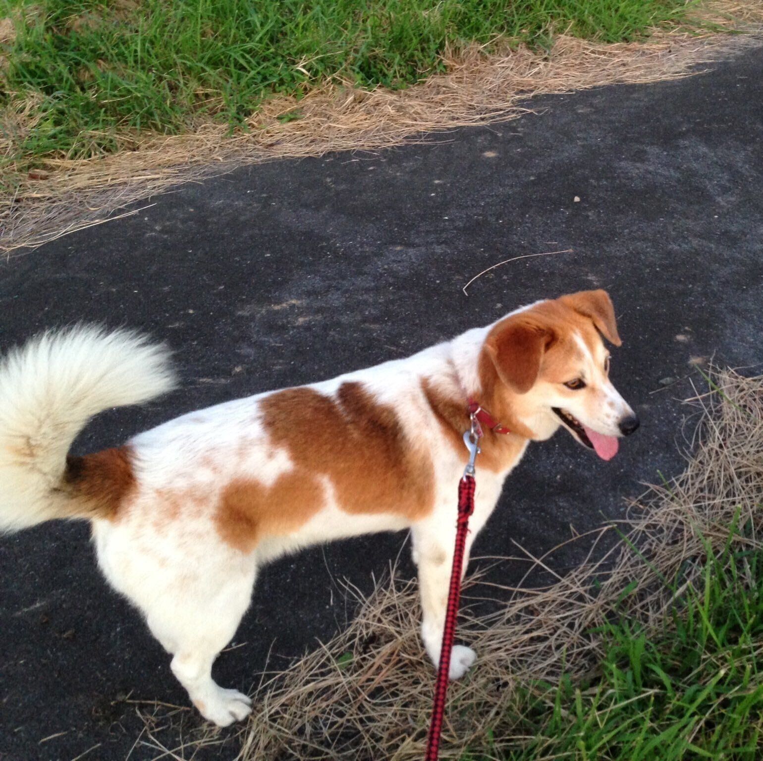 腰まわりにハートの模様があらわれたムサシくん