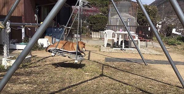 ブランコに乗る柴犬