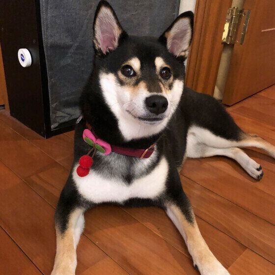 柴のまゆちゃん