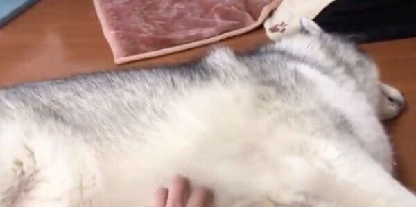 まったりするアルカちゃん